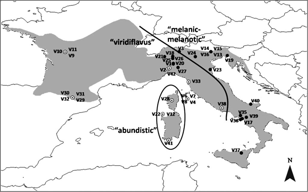 Biacco uccellatore